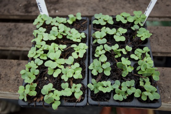 Trialling two green waste and quite fresh composts, for quality and nutrition. Multisown radish give rapid answers!