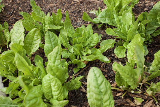 Broadleaf sorrel in the small garden, has given many harvests already and small leaves are tasty in a salad mix