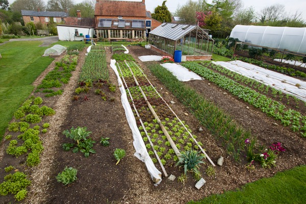 Mid March and it's 25 days since we transplanted these lovely lettuce.