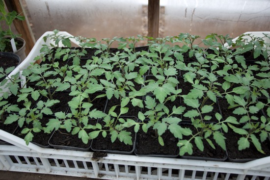 Sungold tomatoes one month since sown, always the fastest variety