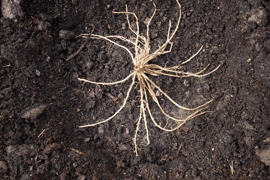 Asparagus roots of one year crown, planted no dig and this is Mondeo F1 from Suttons