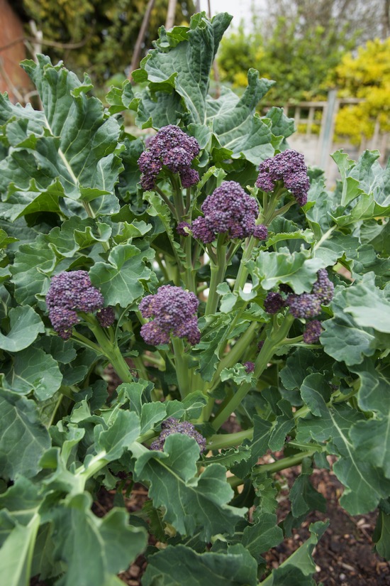 After cutting the first head, plants grow smaller but still very nice side shoots, and the best bit is their stems which are sweet, also called 'poor man's asparagus'