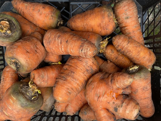 Oxhella carrots harvested 4 months earlier, not washed and kept in a 2 ply sack in my shed, cool & damp