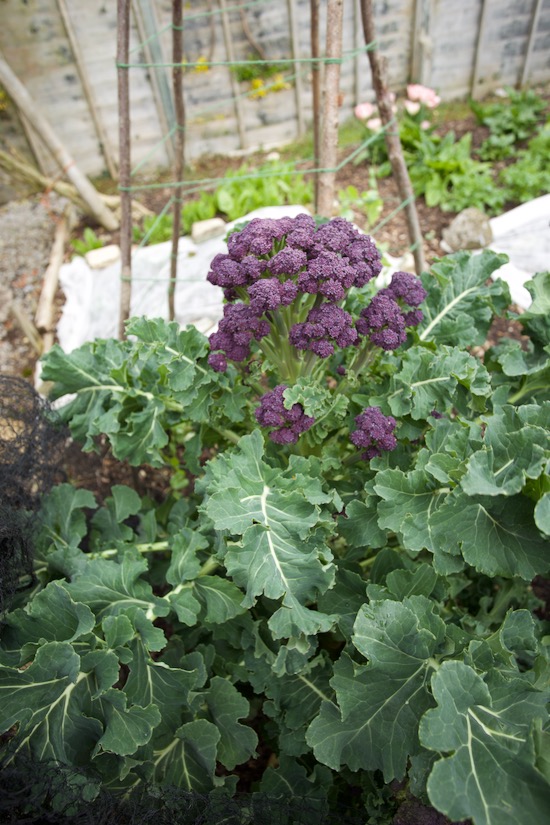 Claret broccoli with a fine first head, was sown June and transplanted late July