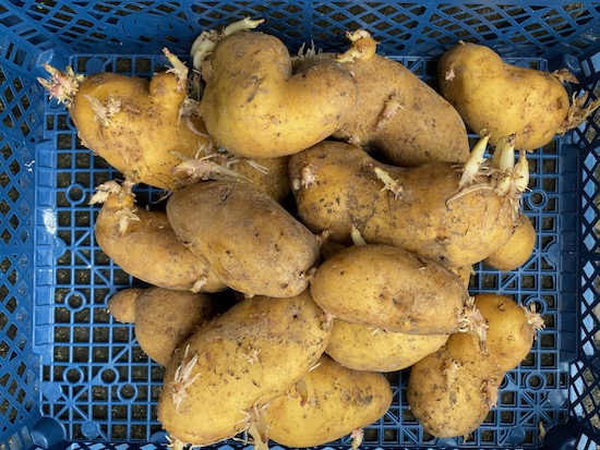 Charlotte potatoes harvested 9 months earlier, also kept in paper sack in the same shed. We rubbed new shoots off in January