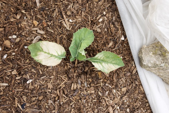Frost damage on cauliflower leaves where they touched the fleece