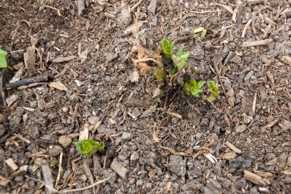 The first shoots of this Sharpes Express were killed by frost and new growth is now coming through.
