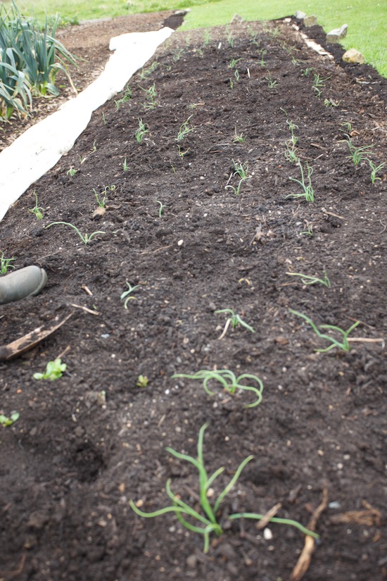 Onions decimated by wireworm. luckily I have some spare plants, but will they succumb?