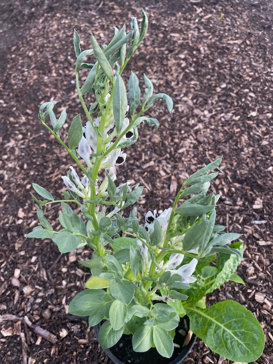 Broad been growing five weeks in a compost I was given and the new leaves curling is suggestive of pyralid weedkiller damage, it's sold as propagation compost I believe