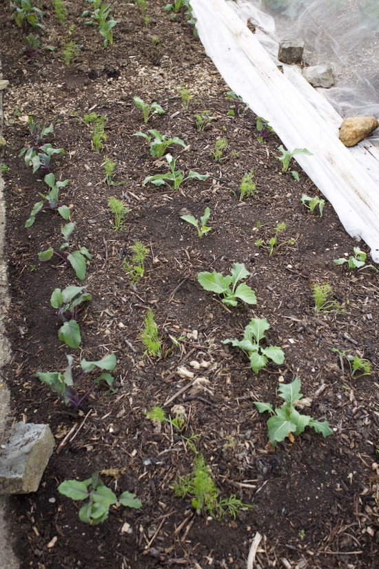 These fennel and kohlrabi are under old fleece with holes, transplanted a month earlier