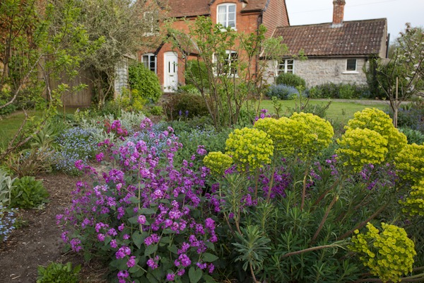 Front garden flowers at Homeacres include Honesty and euphorbia