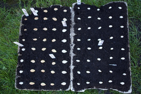 Newly sown squash for summer and winter, in CD60 trays, then we spread a little compost over and keep them as warm as possible until seeing first leaves