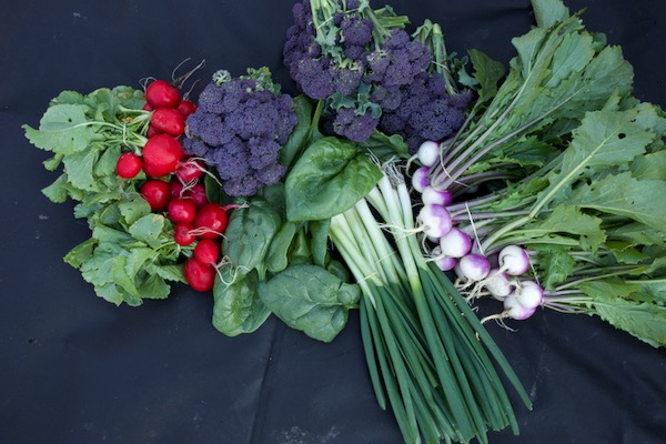 Harvests of 21st April no dig garden