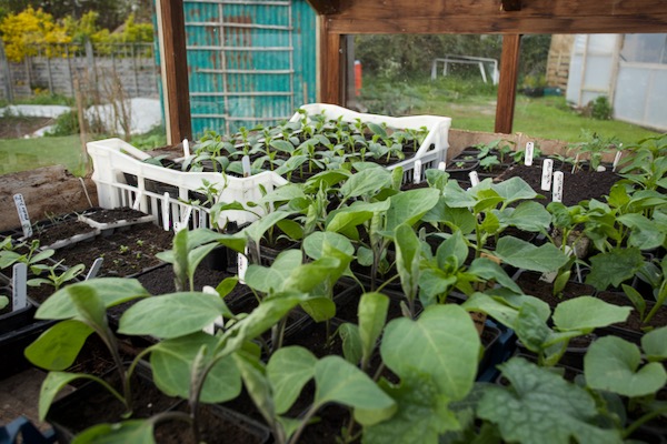 There is a wooden frame on top of the heap's contents and the plants sit on that, these include aubergines, melons, and cucumbers at the back