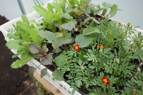 Flowering plants include poppy for bread seed and dahlias from my own seed, they started in CD module cells