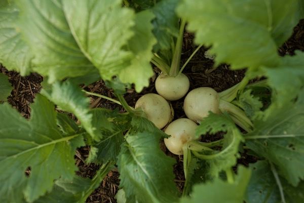 Multisown turnips Tokyo Cross F1 outside, sown mid February and transplanted mid March, fleece over for one month