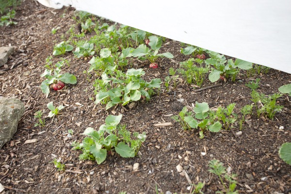 On 14th March I sowed carrots across the bed with just a few radish in the drills. The latter need to be harvested now