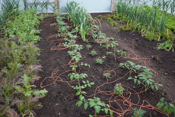 Sungold just planted, after the annual spread of 4cm compost which was mostly horse manure