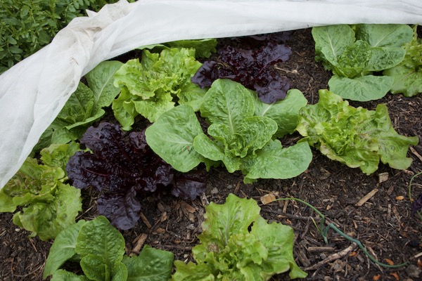 We picked these lettuce of outer leaves just five days earlier, they could be picked again from now, and every few days through spring into summer