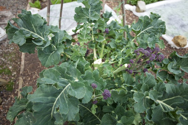Claret broccoli has been giving beautiful shoots for three weeks, but new ones are now quite small, this plant was sown in June