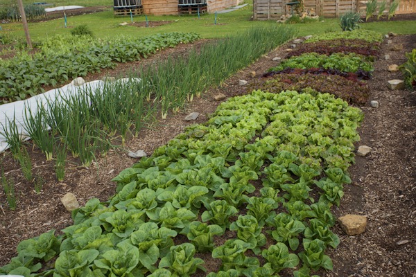Lettuce have been under fleece since transplanting six weeks ago, first pick this morning 29th April