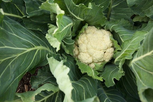Aalsmeer cauliflower in late April, eight months since it was sown in a seed tray in the greenhouse, transplanted 26th September at 50cm and covered with mesh