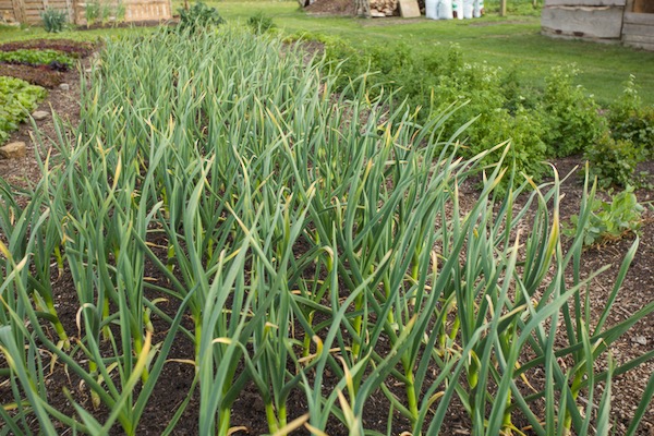 Garlic from home saved seed (cloves) planted mid October after summer beans, soil covered with old cow manure & a little green waste compost