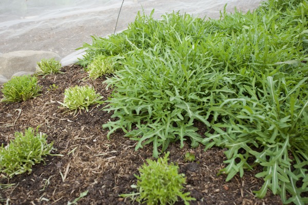 I took a first cut of wild rocket three weeks earlier, variety Athene sown September and transplanted February
