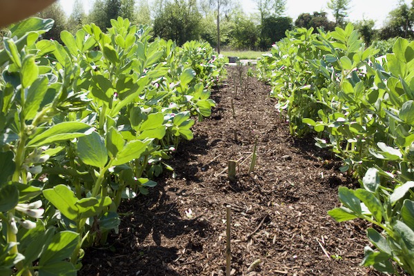 The first spears are just appearing, and I shall probably leave the beans for harvest of seed