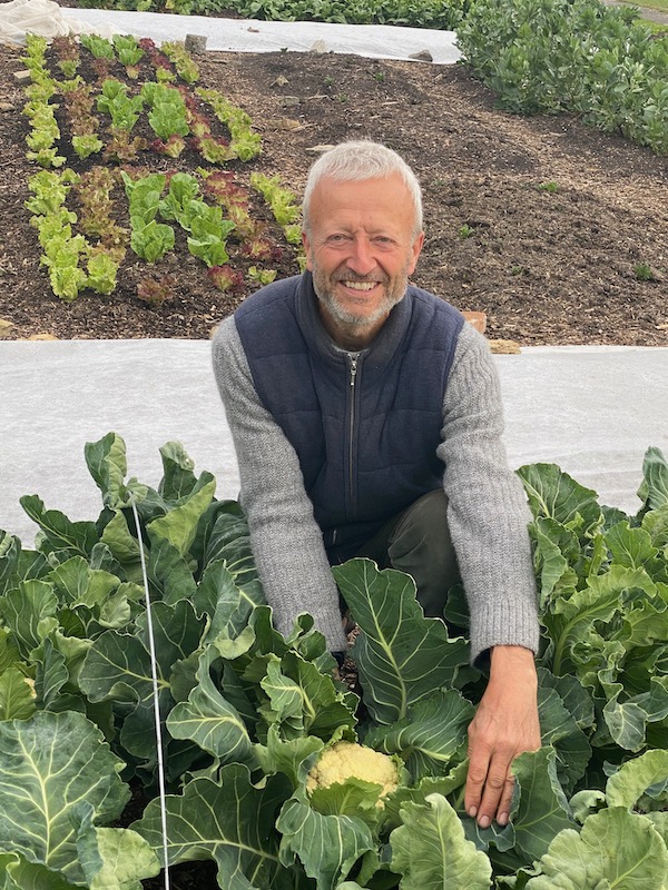 With Aalsmeer cauliflower sown 25.8 and after 6kg lettuce harvest from the bed behind me, sixth consecutive year of lettuce in the same bed