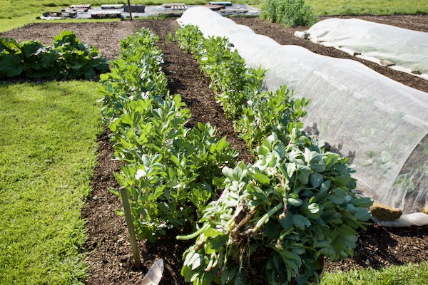 I planted asparagus crowns one year ago, and in December we transplanted broad beans, now I just cleared the middle part where the asparagus is