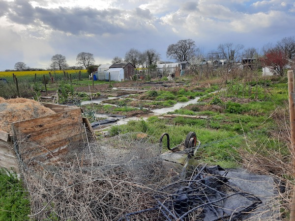 31st March Emma's allotment
