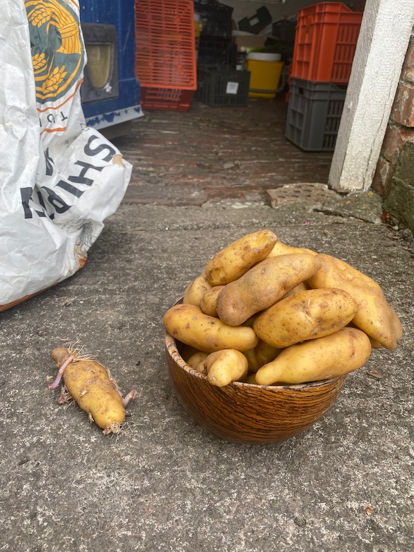 Linzer Delikatess, 9 months since last summer's harvest and they have been in the paper sack in the building behind, still taste delicious