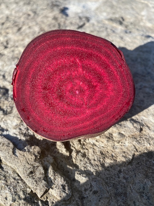 Three months of growing and you can see the alternating rings of new and full moons, such a nice ebb and flow,