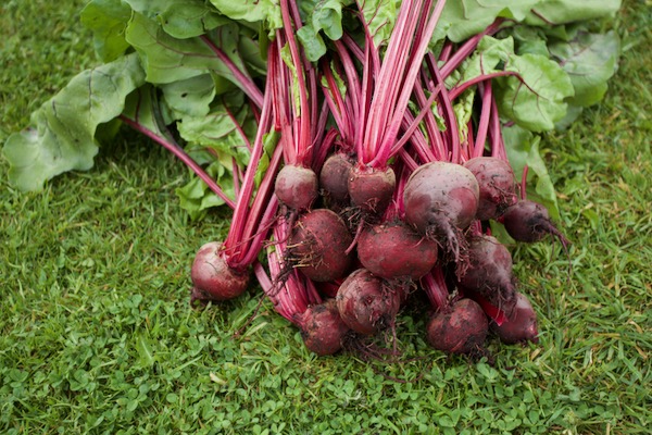 From each multisown clump I twist out the largest root, leaving the others to grow more for a succession of harvests