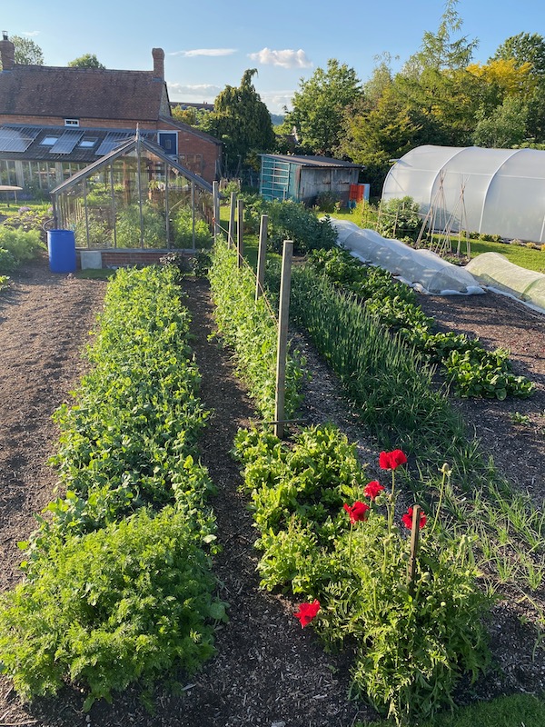 Homeacres no dig garden late May, evening sunshine.
