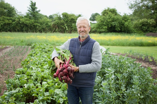 Boltardy beetroot grown outdoors, this is 26th May and it's three months since we multisowed my home saved seed in the greenhouse in CD60 trays, transplanted one month after that