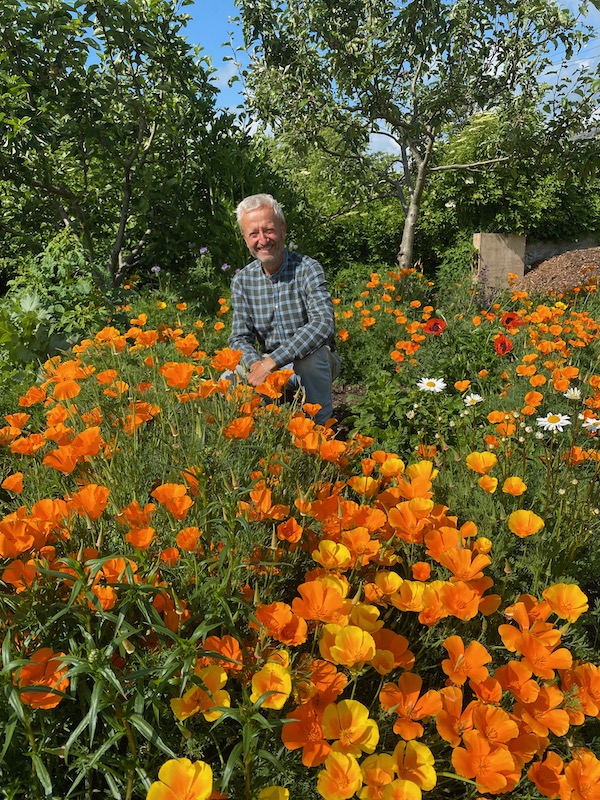 Escholziaa or California poppies, and we made a video about these and other flowers in the garden