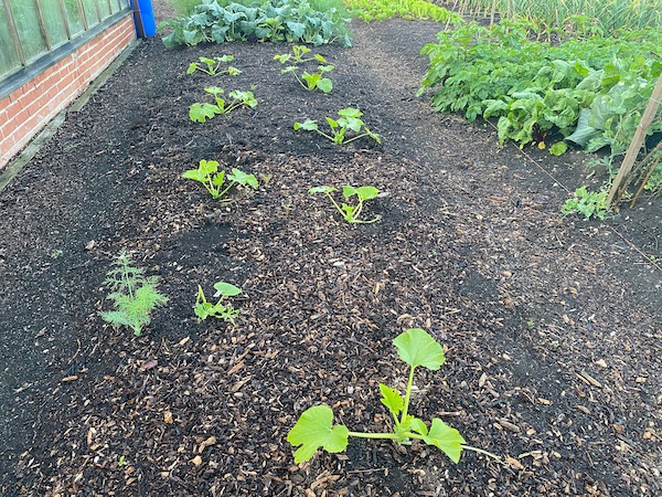 Courgettes transplanted three weeks earlier and the nearest half of the bed had a 3 cm/1" much of one year old woodchip, while the further half had 3 cm/1 inch of home-made compost on top
