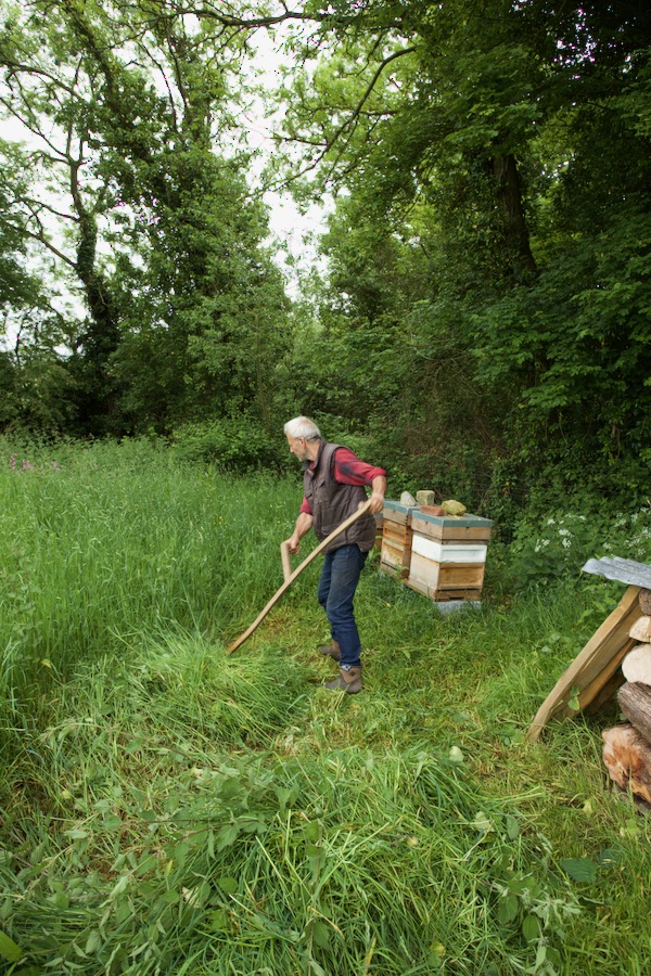 Scything grass near the beehives, for making compost