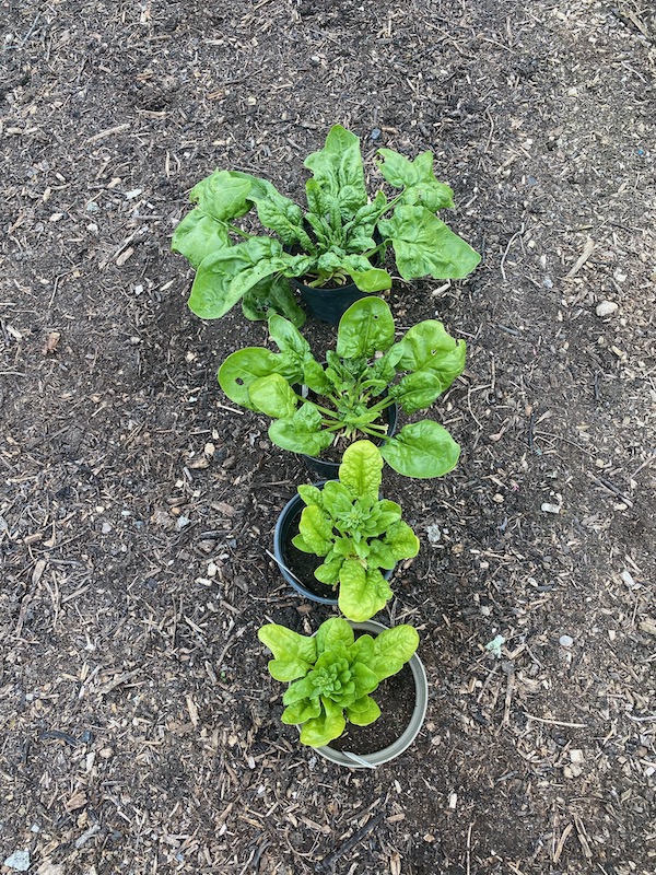 Medania spinach planted 8 weeks in 2L pots of 3 year old woodchip sieved to 4mm, Moorland Gold Potting compost, Mushroom compost, and furthest from camera is homemade compost sieved to 4mm