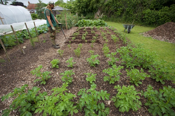 Potatoes planted 6 weeks earlier though a mulch of 3yo woodchip which is 7 cm on top of no dig soil