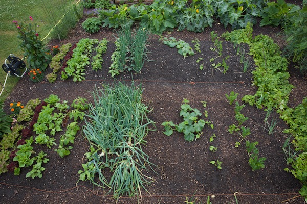 New and interplanting successions