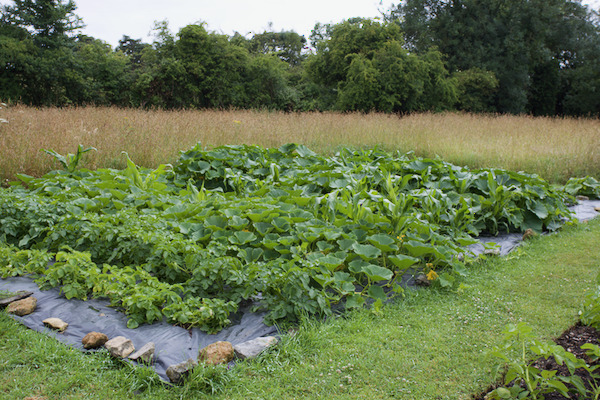 Growth of potatoes and squash in new no dig ground