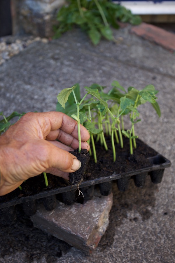 French bean transplants in CD60