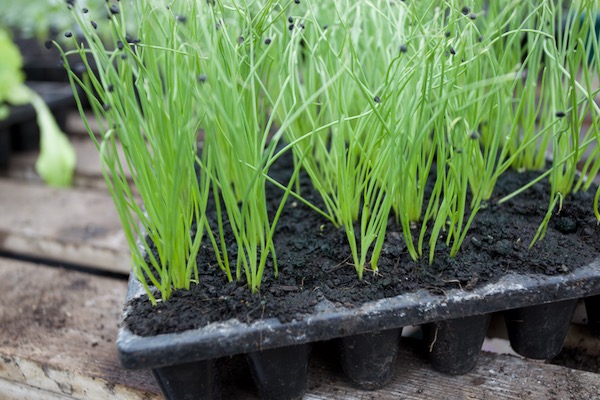 Multisown spring onions 19 days sown