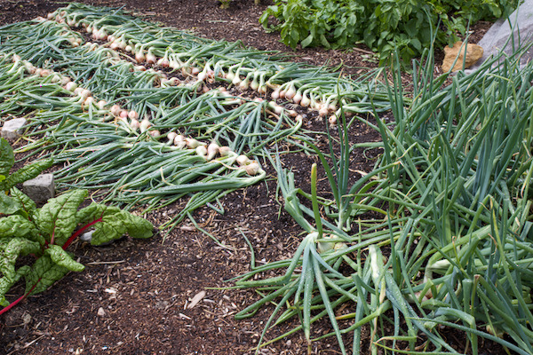 Some onions have downy mildew so we pulled them and some are under cover,