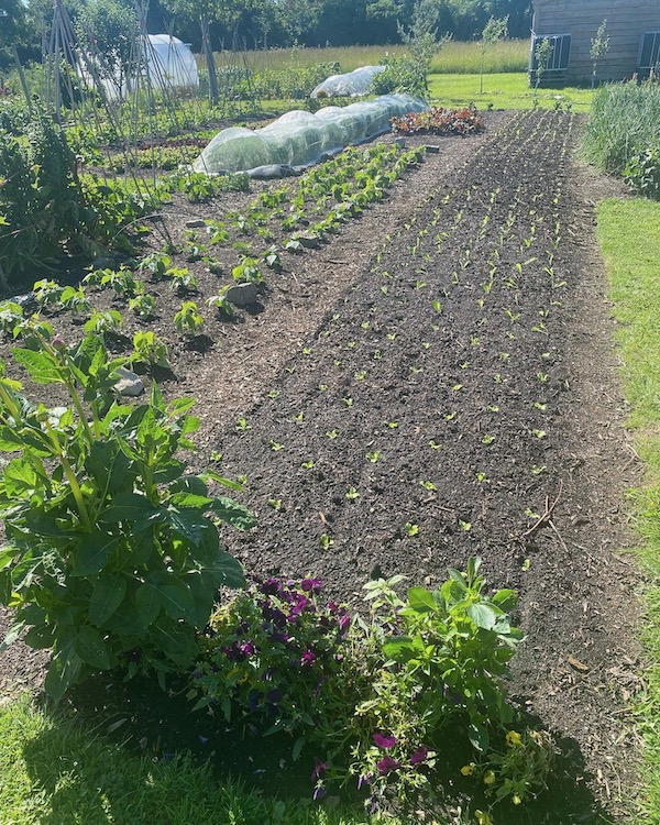 We just transplanted these letters as small plants, 16 days since sowing