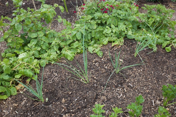 New planting 11 week old multisown leeks straight after a potato harvest
