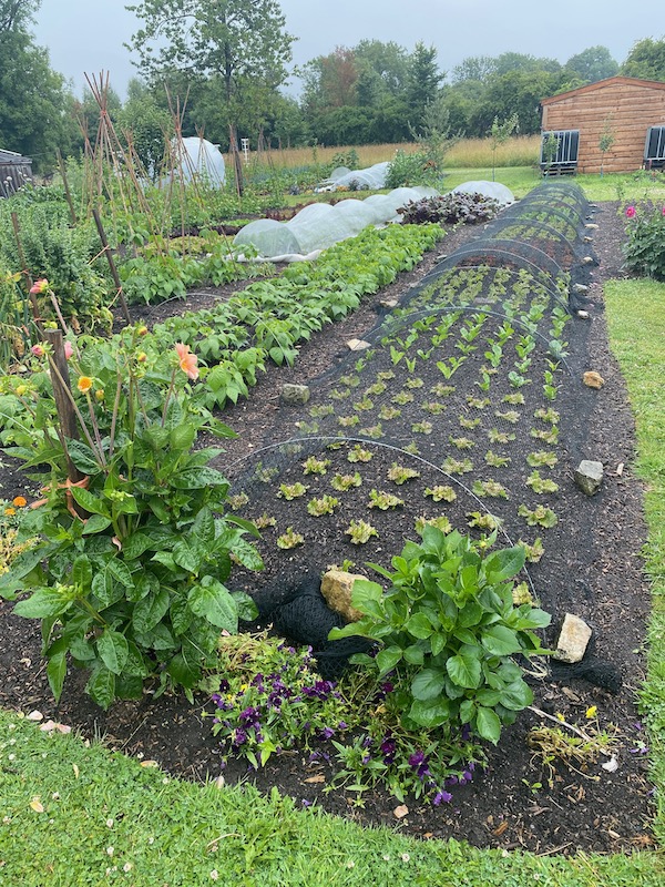 Same planting 12 days later with bird netting against rabbits
